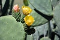 Close-up photo of green flowering cactus