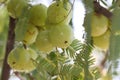 Photo of green fresh indian gooseberry amla fruit on gooseberry tree Royalty Free Stock Photo