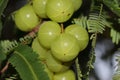 Photo of green fresh indian gooseberry amla fruit hanging on gooseberry tree branch Royalty Free Stock Photo