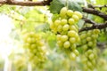 Close-up photo of green grapes. Organic vineyard farming concept. Royalty Free Stock Photo