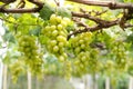Close-up photo of green grapes. Organic vineyard farming concept. Royalty Free Stock Photo