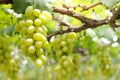 Close-up photo of green grapes. Organic vineyard farming concept. Royalty Free Stock Photo