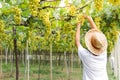 Close-up photo of green grapes. Workers use scissors to cut a bunch of fresh green grapes from the tree. Royalty Free Stock Photo