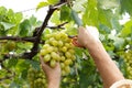 Workers use scissors to cut a bunch of fresh green grapes from the tree. Royalty Free Stock Photo