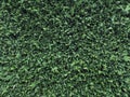Green leaves hedge wall in backyard seamless background texture