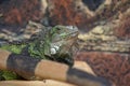 Close up photo of green iguana Royalty Free Stock Photo