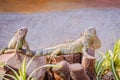 Close-up photo of green iguana Royalty Free Stock Photo