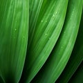 Close Up Image Of Yucca Leaf: Organic Contours And Uhd Quality
