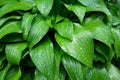 A close-up photo of green leaves covered in water droplets. Drops of dew on a green leaf. Wet foliage as a background Royalty Free Stock Photo