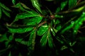 Close-up photo of green leaves in raindrops, dark background Royalty Free Stock Photo