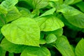 A close-up photo of green leaves with water droplets on them. Raindrops on the leaves of a plant. Dense foliage Royalty Free Stock Photo