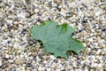 Close-up photo of a green maple leaf with drops of rain lying on Royalty Free Stock Photo