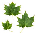 Green maple leaf isolated on white background Royalty Free Stock Photo