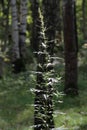 Close-up photo of green meadow plant in the forest.