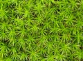 Close up photo of green moss in the forest