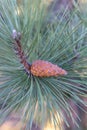 A close-up photo of a green needle pine. Small pine cones at the ends of the branches. Blurred pine needles in the background