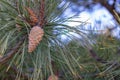 A close-up photo of a green needle pine. Small pine cones at the ends of the branches. Blurred pine needles in the background