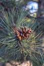 A close-up photo of a green needle pine. Small pine cones at the ends of the branches. Blurred pine needles in the background