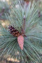 A close-up photo of a green needle pine. Small pine cones at the ends of the branches. Blurred pine needles in the background