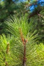 Close-up photo of green needle pine tree. Small pine cones at the end of branches. Blurred pine needles in background Royalty Free Stock Photo