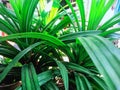 close-up photo of green pandan leaves Royalty Free Stock Photo