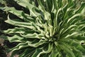 Close-up photo about a plant