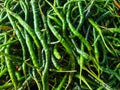 Close-up photo of green repetitive pattern of chilies