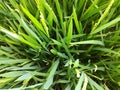 A close-up photo of a a green rice paddy plantation cultivation.