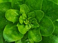 Close up photo green spinach Royalty Free Stock Photo