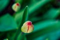 A close-up photo of green tulip buds with red tips on a background of green leaves. A bud of a young tulip flower. Flower on the Royalty Free Stock Photo