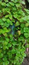 close-up photo of green wet leaves Royalty Free Stock Photo