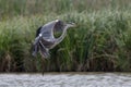 Close-up photo of grey heron landing on the lake surface Royalty Free Stock Photo