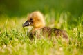 Greylag Goose chick Anser anser Royalty Free Stock Photo