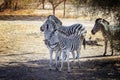 Close up photo of group of Chapman's zebras and baby are standing on african savanna, equus quagga chapmani. It is natural Royalty Free Stock Photo