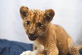 Close-up photo of a growling lion cub at home Royalty Free Stock Photo