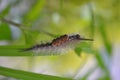 Tussock Moth caterpillar sitting on a wild tall fern grass