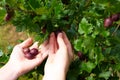 Close up photo of hands person picking gooseberry Royalty Free Stock Photo