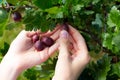Close up photo of hands person picking gooseberry Royalty Free Stock Photo