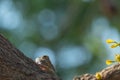 Close up photo of a head of the changeable lizard on the tree top