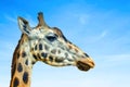 Close up photo of head of giraffe, giraffa. It`s a profile picture, African artiodactyl mammal, It is wildlife photo in