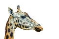 Close up photo of head of giraffe, giraffa, on white background. It`s a profile picture. It is is an African artiodactyl