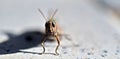 Close up photo of the head of a grasshopper, The woodland grasshopper Omocestus rufipes