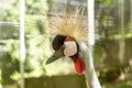 Close up photo of the head of The grey crowned crane