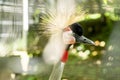 Close up photo of the head of The grey crowned crane