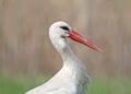 Close up photo of a head and neck of a white stork Royalty Free Stock Photo