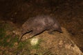 Close up photo of head of the western long beaked echidna Zaglossus bruijnii from West New Guinea