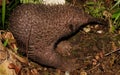 Close up photo of head of the western long beaked echidna Zaglossus bruijnii from West New Guinea Royalty Free Stock Photo