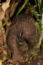 Close up photo of head of the western long beaked echidna Zaglossus bruijnii from West New Guinea