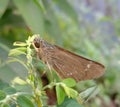 close up photo of Hesperiidae butterflies