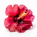 hibiscus flower on white background Royalty Free Stock Photo